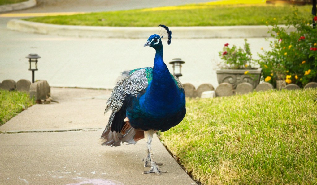 Peacocks close to&nbsp;Home